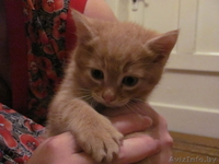 Подарю рыженького котенка - Изображение #1, Объявление #673468