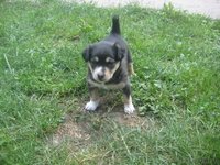 Отдам щенка от маленькой дворняги - Изображение #1, Объявление #721179