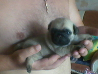 Продам щенков мопса. Девочки - Изображение #1, Объявление #730107