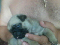 Продам щенков мопса. Девочки - Изображение #4, Объявление #730107