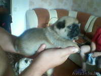 Продам щенков мопса. Девочки - Изображение #6, Объявление #730107