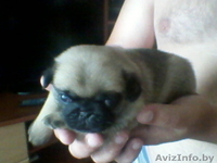 Продам щенков мопса. Девочки - Изображение #5, Объявление #730107