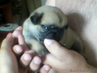 Продам щенков мопса. Девочки - Изображение #3, Объявление #730107