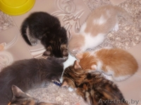 Котята в дар!!!! - Изображение #3, Объявление #771591