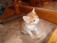 Котята в дар!!!! - Изображение #2, Объявление #771591