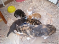 Котята в дар!!!! - Изображение #4, Объявление #771591