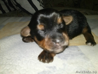 Продажа щенков йоркширского терьера! - Изображение #1, Объявление #1030809