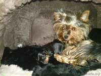 Продажа щенков йоркширского терьера! - Изображение #2, Объявление #1030809