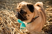 Готовятся к продаже щенки мопса - Изображение #1, Объявление #1098214