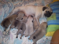 Готовятся к продаже щенки мопса - Изображение #2, Объявление #1098214
