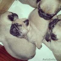Готовятся к продаже щенки мопса - Изображение #3, Объявление #1098214