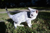 Бенгальские котята красивые - Изображение #1, Объявление #1142900