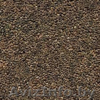 Семена фацелии урожай 2014года (500 кг) - Изображение #2, Объявление #1171922