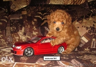 Щенки той-пуделя красного окраса - Изображение #1, Объявление #1179375