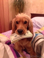 Замечательные щенки кокер спаниеля - Изображение #5, Объявление #1255631