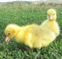 Гусята линдовской породы в Минске - Изображение #2, Объявление #1248037