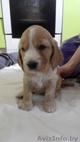 Замечательные щенки кокер спаниеля - Изображение #3, Объявление #1255631