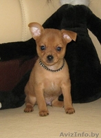 Той-терьер, породные щенки русского Тоя! - Изображение #2, Объявление #1263982