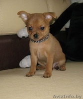 Той-терьер, породные щенки русского Тоя! - Изображение #3, Объявление #1263982