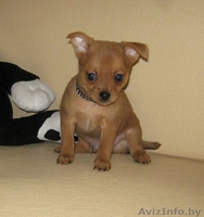 Той-терьер, породные щенки русского Тоя! - Изображение #1, Объявление #1263982