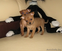 Той-терьер, породные щенки русского Тоя! - Изображение #4, Объявление #1263982