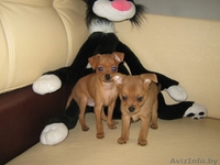 Той-терьер, породные щенки русского Тоя! - Изображение #5, Объявление #1263982