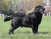  лабрадора ретривера - Изображение #2, Объявление #1401152