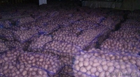 Картофель оптом и в розницу - Изображение #2, Объявление #1550277