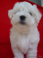 Котон-де-Тулеар (мадагаскарский бишон)мальчик 2 мес. - Изображение #1, Объявление #1620338