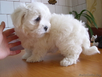 Котон-де-Тулеар (мадагаскарский бишон)мальчик 2 мес. - Изображение #4, Объявление #1620338