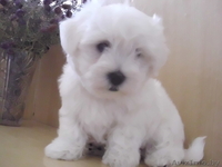Котон-де-Тулеар (мадагаскарский бишон)мальчик 2 мес. - Изображение #3, Объявление #1620338