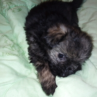 Щенки метисы домашние небольшие. - Изображение #4, Объявление #1700741