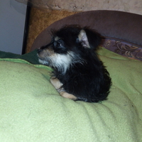 Щенки метисы домашние небольшие. - Изображение #3, Объявление #1700741