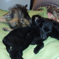 Щенки метисы домашние небольшие. - Изображение #1, Объявление #1700741