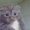 ШОТЛАНДСКИЕ вислоухие котята(скоттиш-фолд,скоттиш-страйт) - Изображение #1, Объявление #79262