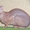 Элитный кот породы Донской сфинск ищет подругу для вязки! - Изображение #1, Объявление #186863