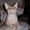 Элитный кот породы Донской сфинск ищет подругу для вязки! - Изображение #4, Объявление #186863