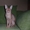 Элитный кот породы Донской сфинск ищет подругу для вязки! - Изображение #5, Объявление #186863