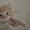 Отдам персидских котят за символическую плату - Изображение #3, Объявление #269015