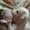 Щенки китайской хохлатой собачки 1м - Изображение #2, Объявление #308488