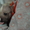 Щенки китайской хохлатой собачки 1м - Изображение #3, Объявление #308488