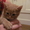 Подарю рыженького котенка - Изображение #1, Объявление #673468