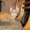 Подарю рыженького котенка - Изображение #2, Объявление #673468