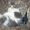 пропала кошка в раёне военного городка серо белый окрас - Изображение #1, Объявление #780743