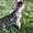 Бенгальские котята красивые - Изображение #3, Объявление #1142900