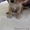 Замечательные щенки кокер спаниеля - Изображение #3, Объявление #1255631
