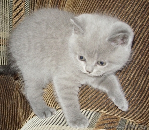 британский котёнок, девочка - Изображение #2, Объявление #145126