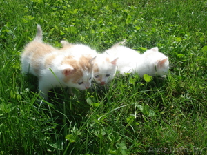 Три котика бело-рыжего окраса.  - Изображение #1, Объявление #301906