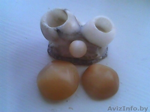 Декоративные грибки - Изображение #3, Объявление #325359
