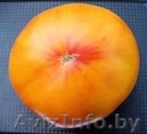 Семена томатов. 330 сортов.